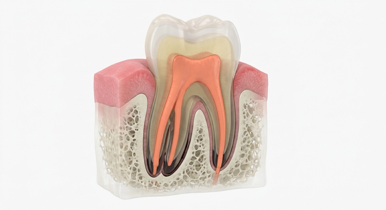Illustration: cross-section of a molar showing the pulp and root canals inside the tooth and surrounding bone